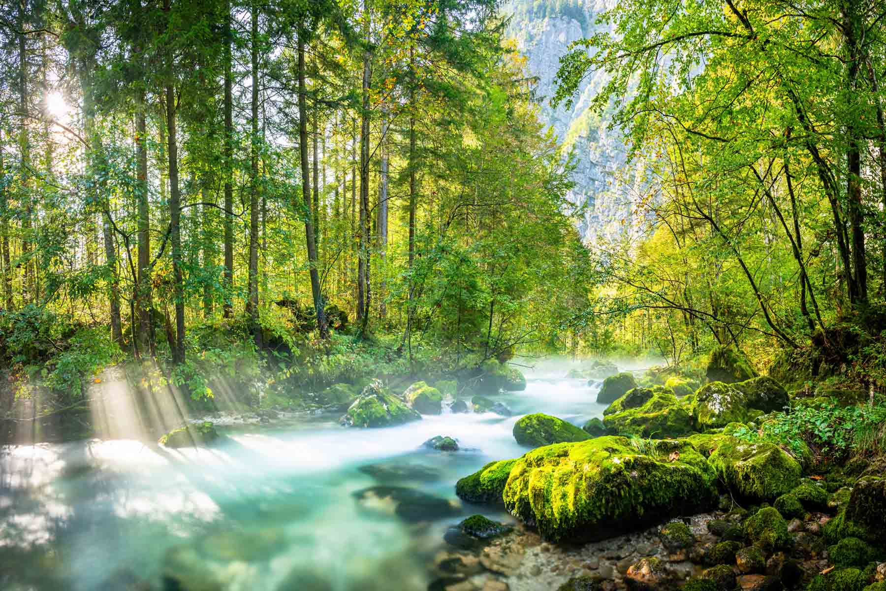 PlateART Duschrückwand Motiv Wald Fluss